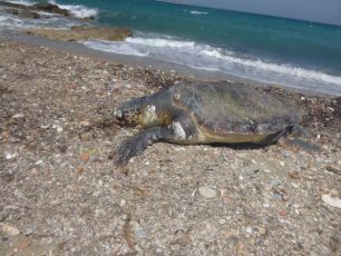 Νεκρή θαλάσσια χελώνα caretta caretta στον Αμπελά Πάρου